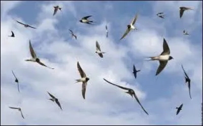 Oh, une hirond___ qui vole dans le ci___.