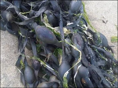 Je consomme des dragées FUCA, alors ?