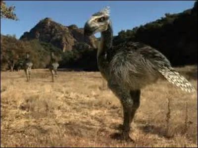 Quel est cet oiseau disparu ?