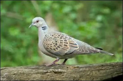 Oh ! Une tourter___ !