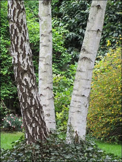 Pourquoi les troncs d'arbre ne portent-ils pas de branches ?