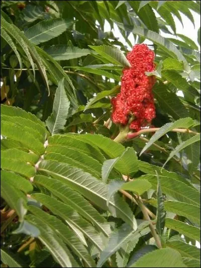 Le sumac est un arbuste ornemental des jardins, dont le nom, issu probablement du syriaque, signifie, à votre avis ?