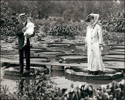 N'est-ce pas étonnant que ce couple avec enfant se tenant sur les feuilles posées à même l'eau ? De quelle plante s'agit-il ?