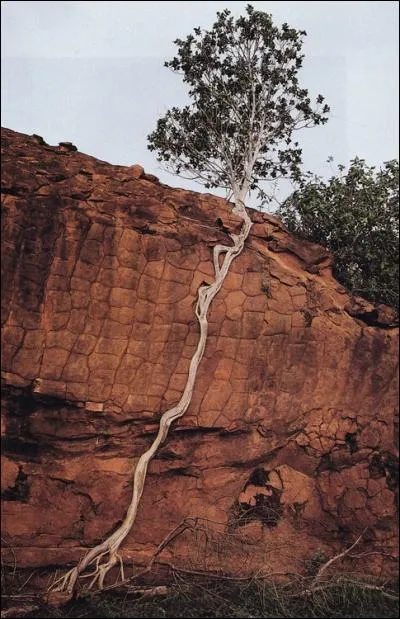 La nature est extraordinaire, et organise sa survie au mieux. La photographie a été prise en Australie. Vers quoi tend cette immense racine ?