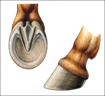 Comment s'appelle la partie plate dans le sabot du cheval ? (à côté de la fourchette)
