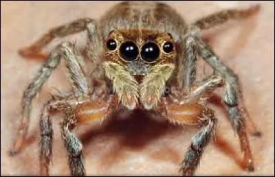 L'araignée désigne aussi un morceau de viande de buf.