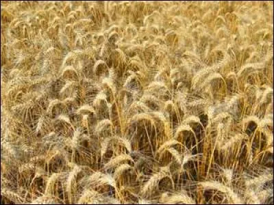 L'avoine est riche en calcium.