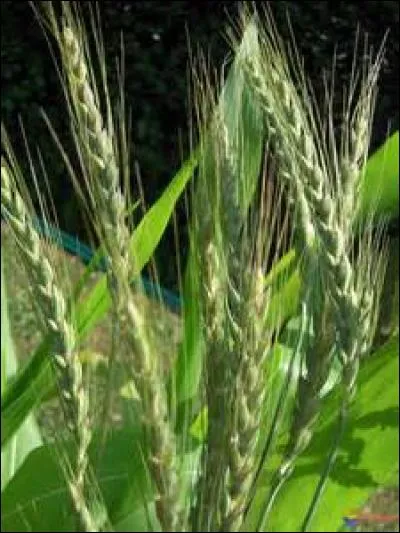 L'épeautre est aussi appelé "blé des Gaulois" et a la réputation d'être un aliment anti-stress.