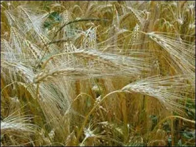 L'orge est aussi appelé "blé d'Inde".