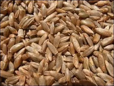 Le seigle permet de produire un pain noir mais de qualité médiocre.