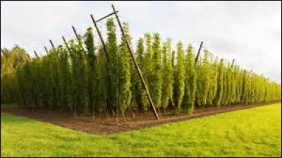 Le houblon est une céréale qui est utilisée pour aromatiser la bière et qui lui donne son amertume.