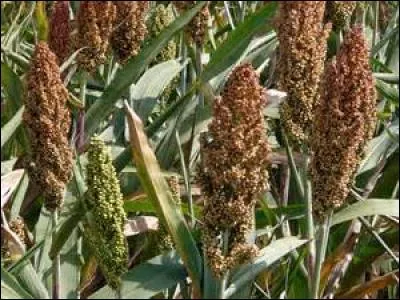 Le sorgho ne contient pas de gluten.