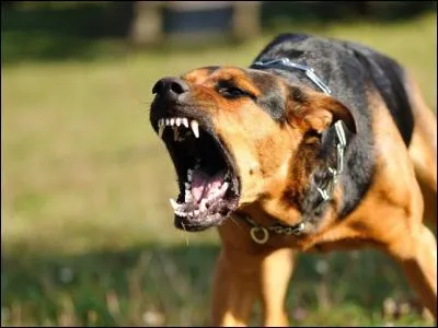 Comment est morte Étoile Bleue ?