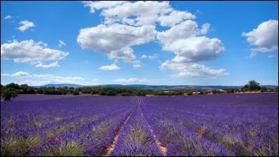 Parmi ces animaux, lequel préfères-tu ?