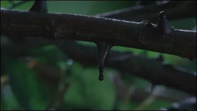 Quel est le nom du poison que l'on trouve sur une plante au Pays Imaginaire?