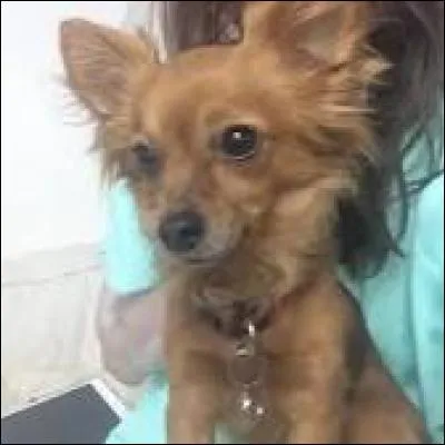 Quel est le nom de son chien ?