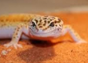 Quiz Le Gecko lopard