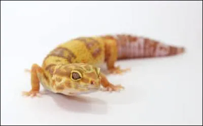 Quelle est la phase du Gecko sur la photo ?