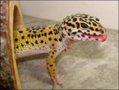 Quel est le nom scientifique du Gecko léopard ?