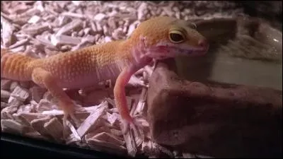 Quelle phase de mutation est représentée sur la photo ?
(ce gecko sur la photo est le mien)