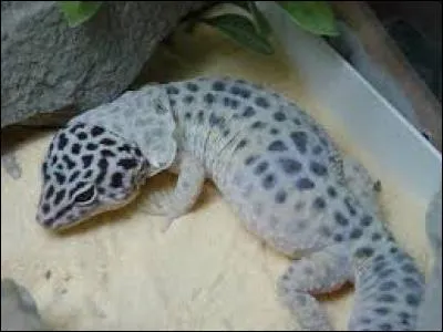 Que fait le Gecko léopard de sa mue ?
