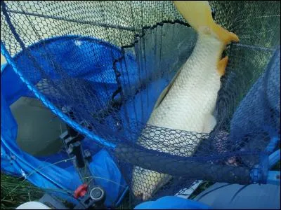 En France, j'atteins des tailles record, certains font des milliers de kilomètres pour venir me pêcher