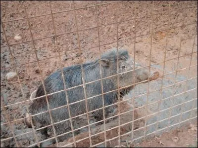 Ne faites pas votre tête de cochon !