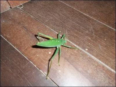 Sautez sur la réponse !