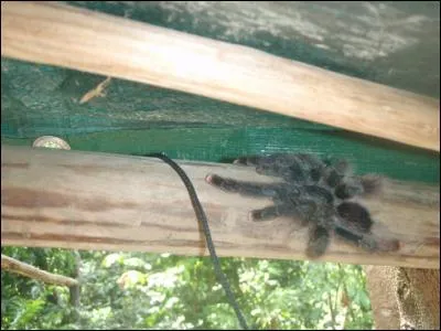 Allez-vous vous prendre dans sa toile ?