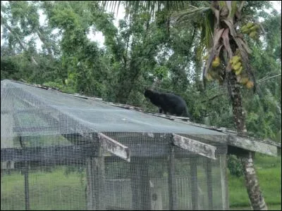 Je suis le chat et ...