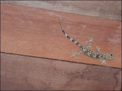 J'ai une particularité, je peux marcher au plafond, la tête en bas !