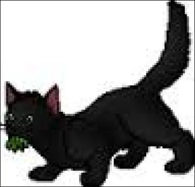 Pourquoi Nuage de Houx est-elle apprentie guérisseuse dans le tome 1 du cycle 3 et apprentie guerrière dans le tome 2 du cycle 3 ?