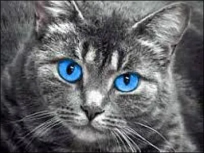 Comment Nuage de Cendre s'est-elle blessée à la patte ?