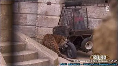 Dans quel véhicule est-on dans le safari ?