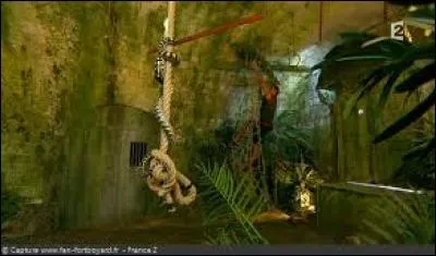 Quels animaux trouve-t-on dans la Jungle ?