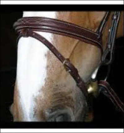 Comment s'appelle cette muserolle ?