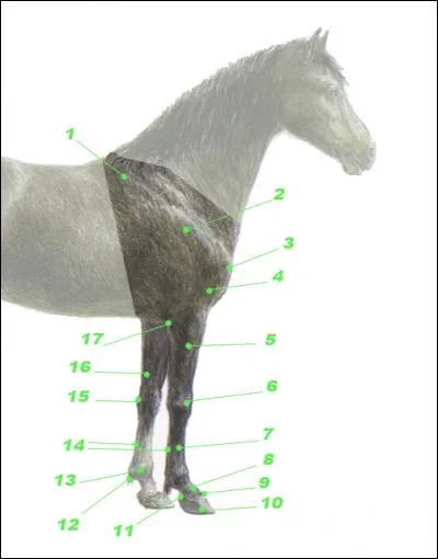 Comment s'appelle le numéro 11 ?