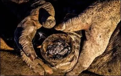 Quel âge a le caca humain le plus vieux du monde ?