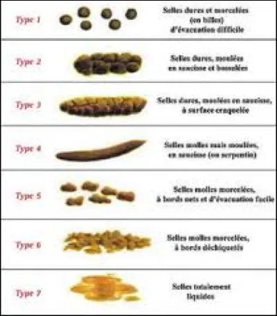 Dans le monde scientifique il y a beaucoup d'échelles comme celle qui mesure la force d'un piment, de celui dans lequel tu peux croquer jusqu'à celui qui va te déchirer l'estomac. Alors quel est le nom de l'échelle du caca ?