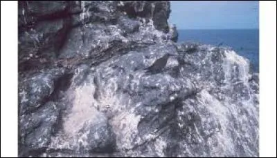 Qu'est-ce que le guano ?