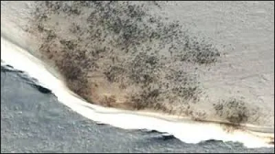 Le guano est visible depuis l'espace.