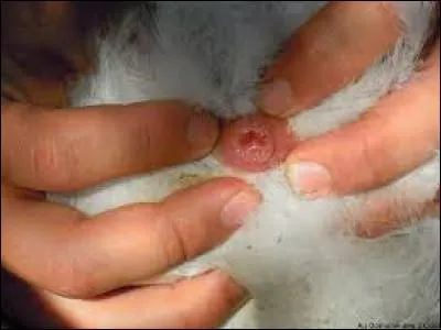 Comment s'appelle le trou par où sortent les excréments des oiseaux ?