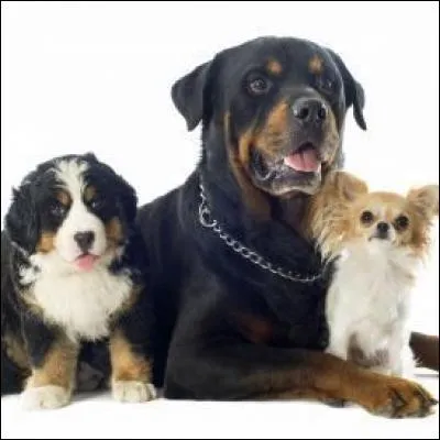 Les chiens sont-il autorisés dans l'enceinte du parc ?