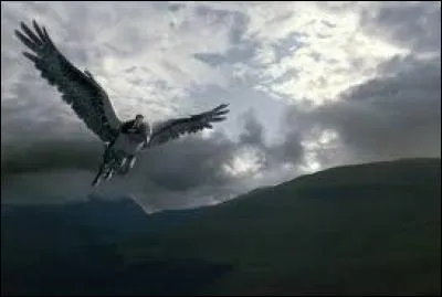 Quel est le nouveau nom de Buck ?