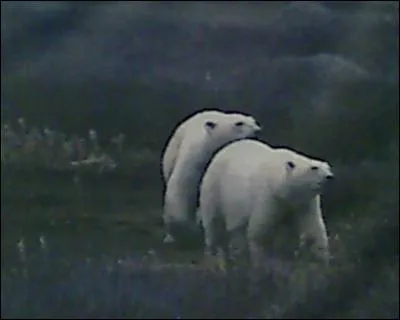 Comment s'appelle le petit de l'ours polaire?
