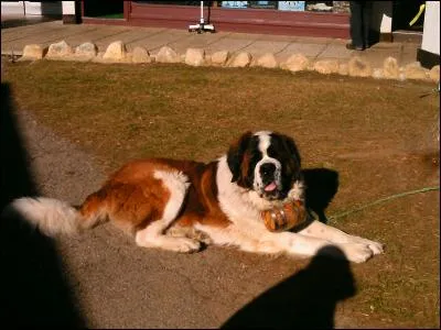 Combien de temps dure la gestation d'une chienne ?