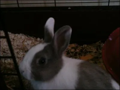 Quel est le poids des lapins à la naissance?