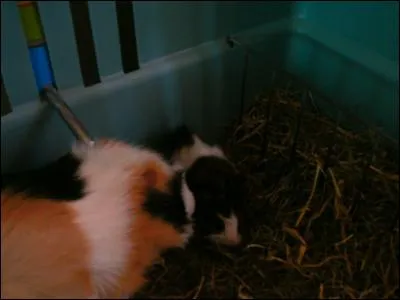 A quelle période de l'année le cochon d'Inde se reproduit-il?