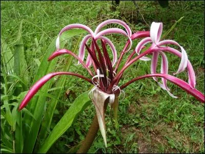 Gastéropode des mers chaudes à coquille spiralée !