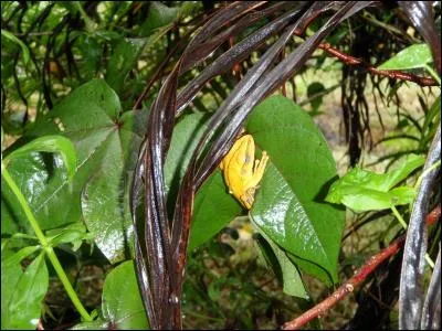 Insecte carnivore des eaux stagnantes !